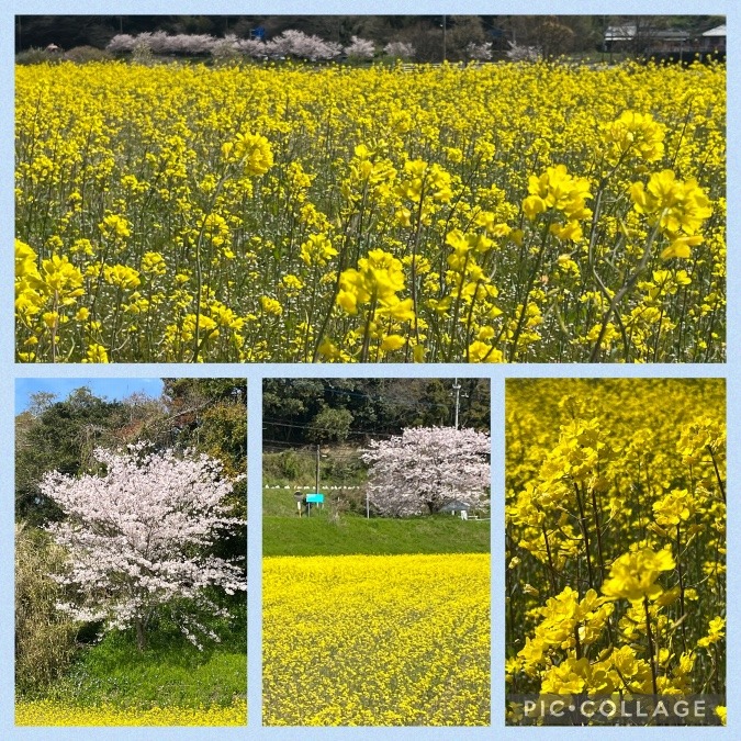 桜🌸と菜々花畑🌼