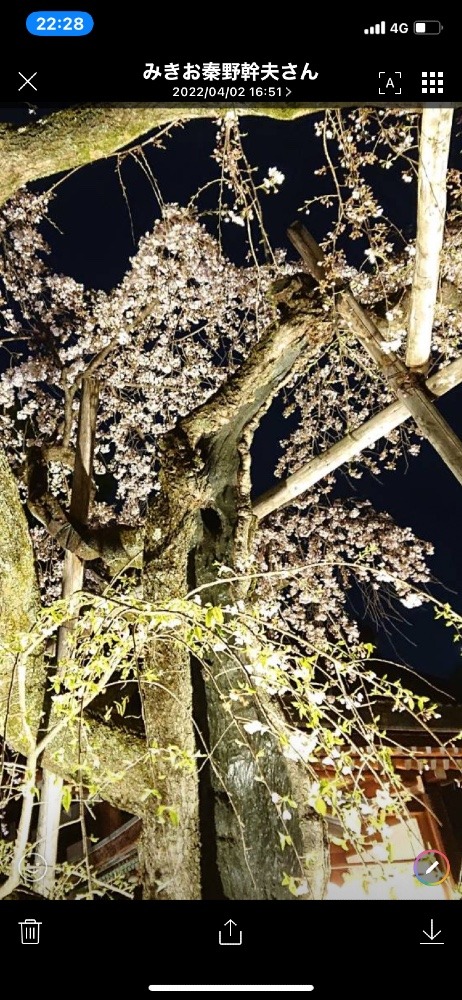 夜桜いいですねー🍺🌸