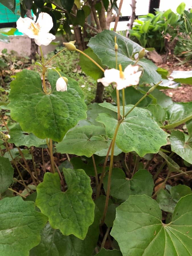 日影に咲く花