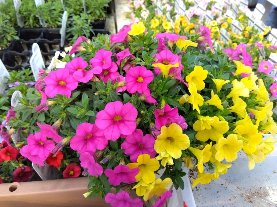 カリブラコアが鮮やか💖💛