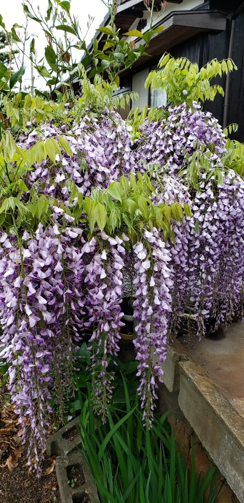 鉢植えの藤の花