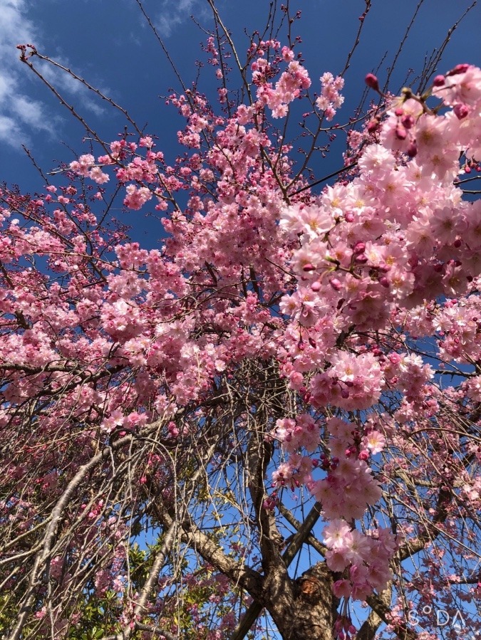 娘から届いた桜🤗うち辺りはもう葉桜になってしまった🌸