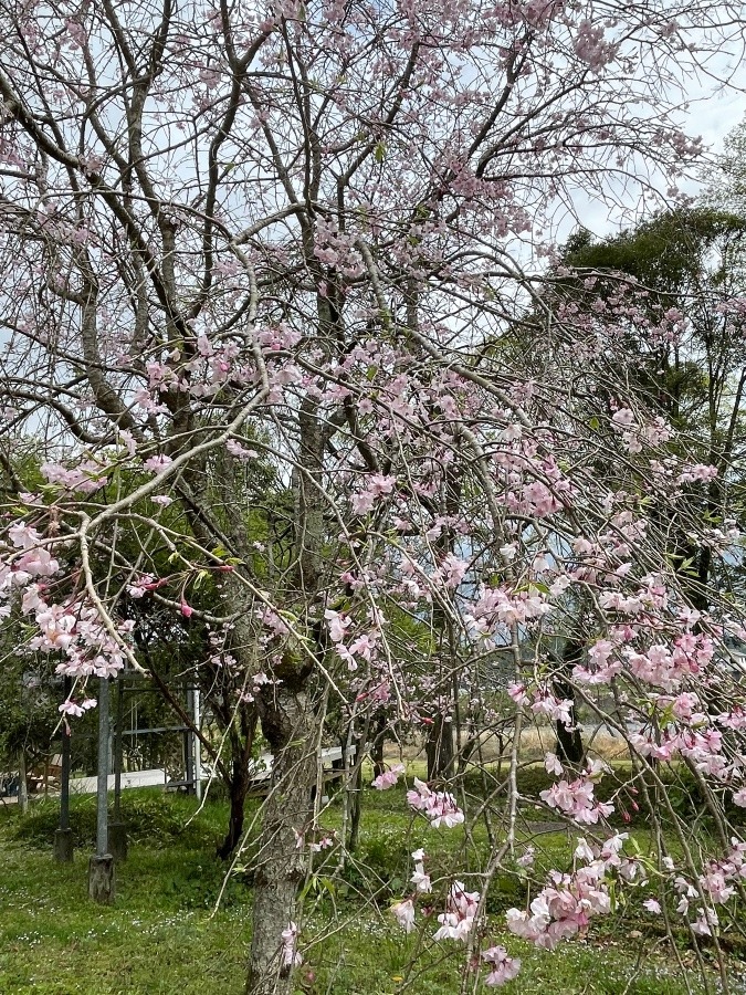 もうすぐ満開❣️