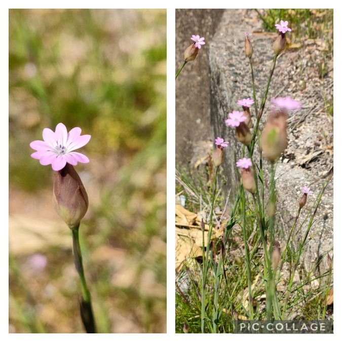 イヌコモチナデシコ🌺