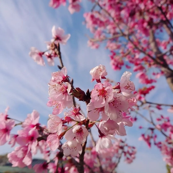 お花見