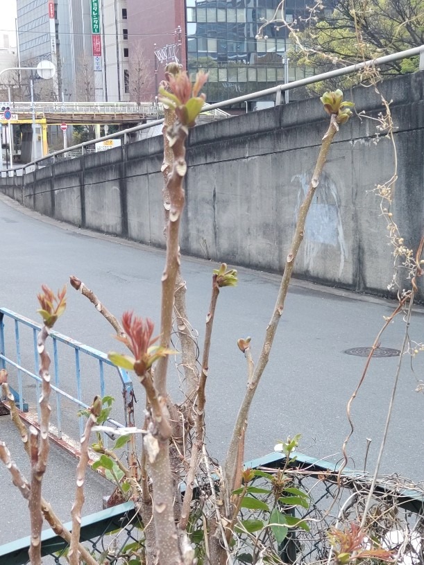 タラの芽だよね。漆じゃないよね。