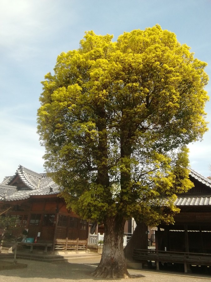 黄金の木