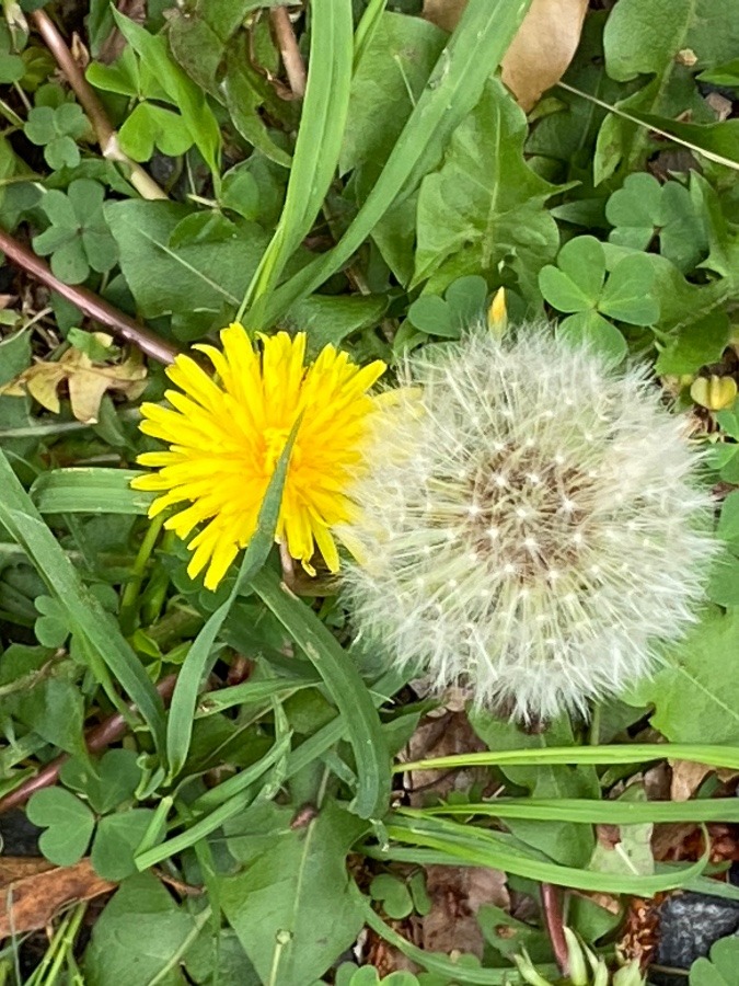 花が咲けば実ができる