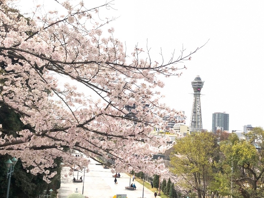 桜と通天閣