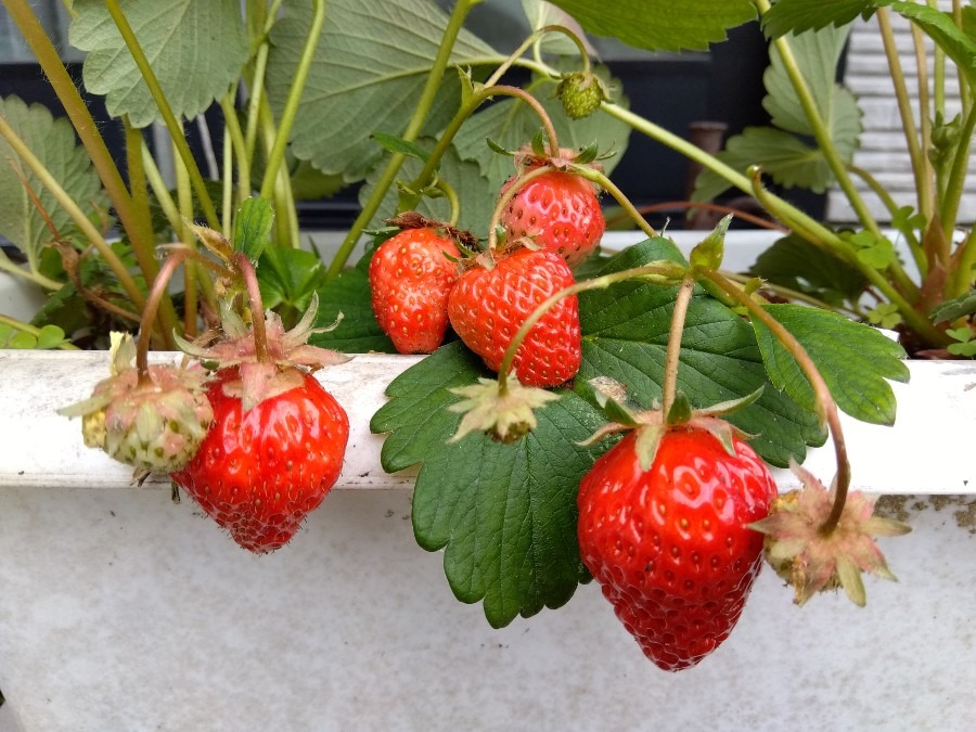 食べ頃です🍓２（完熟）