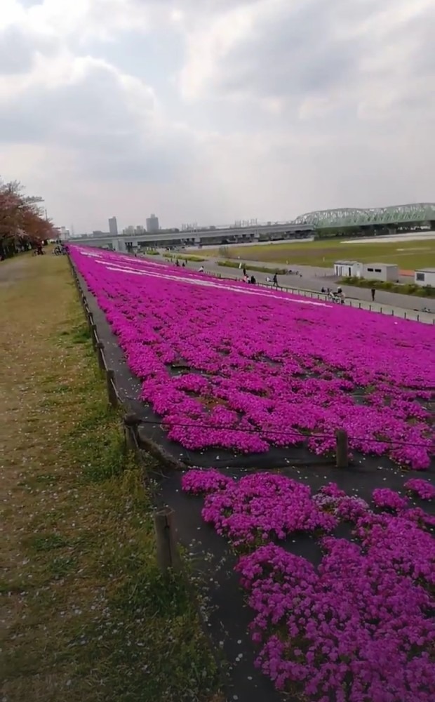 角度を変えて芝桜