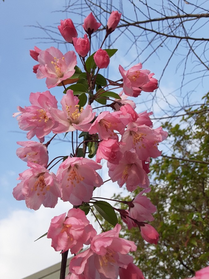 我が家の花🌻