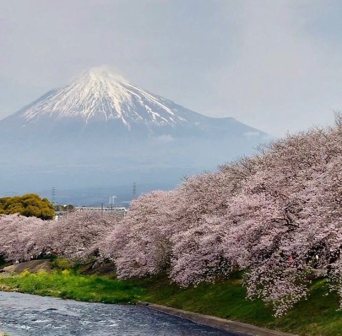 富士山🗻と桜🌸