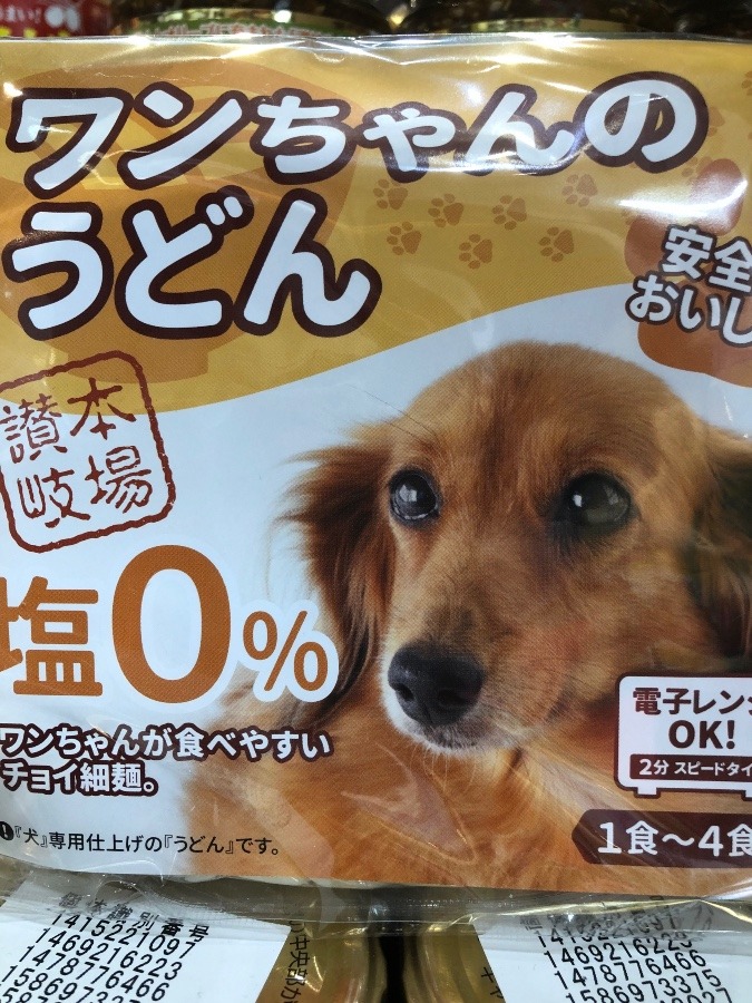 犬がうどん食べるの⁉️