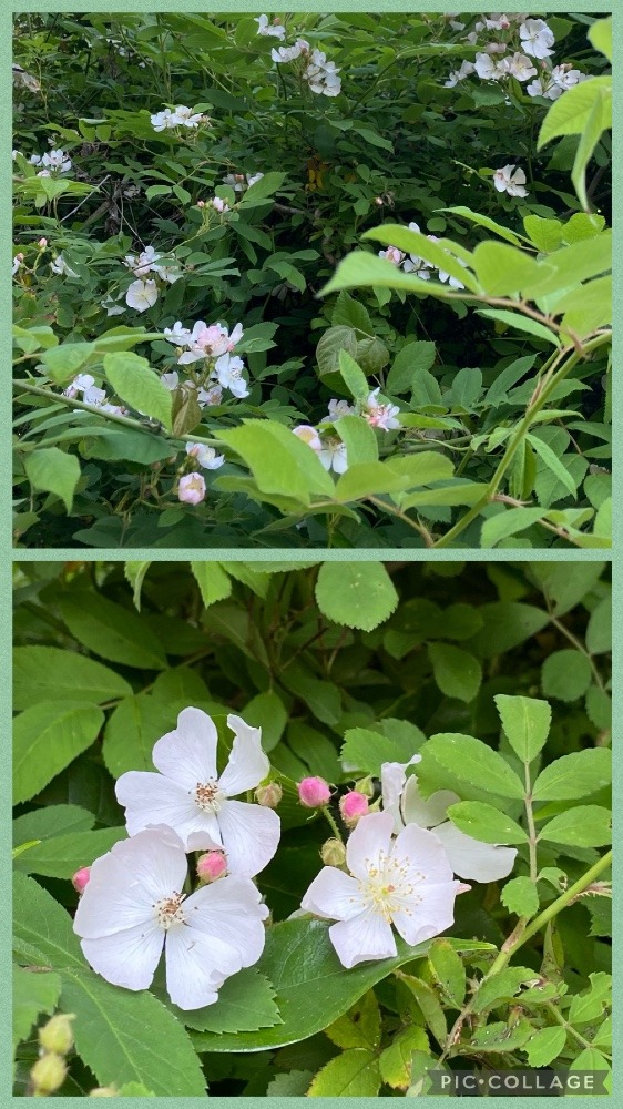 綾城で見つけた野ばら❣️