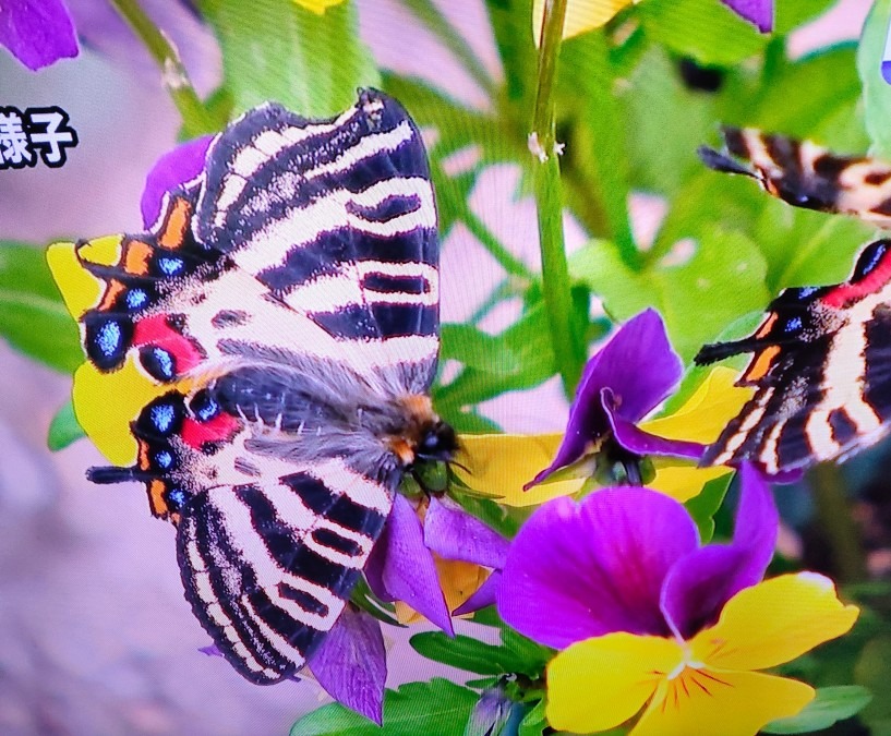 初めて見るギフチョウ🦋