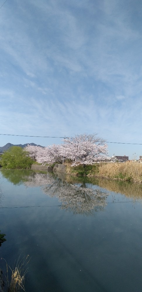 新緑と🌸桜と空と、。