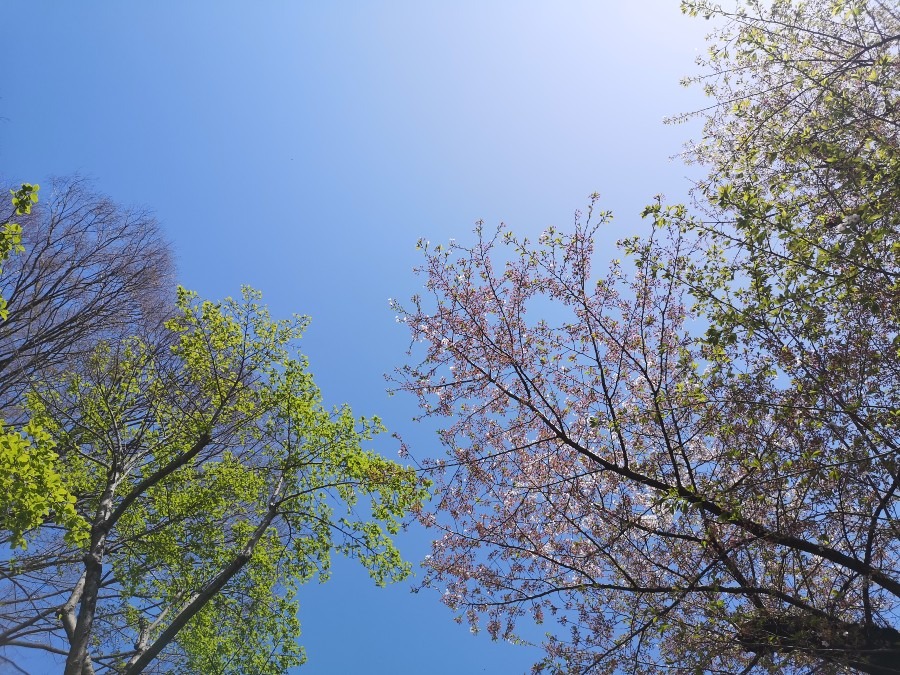 運の掴み方❤️(春限定)　桜の花びら、空中キャッチ④　