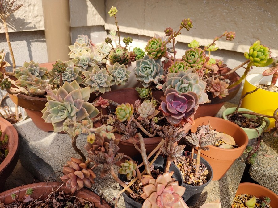 多肉植物の花