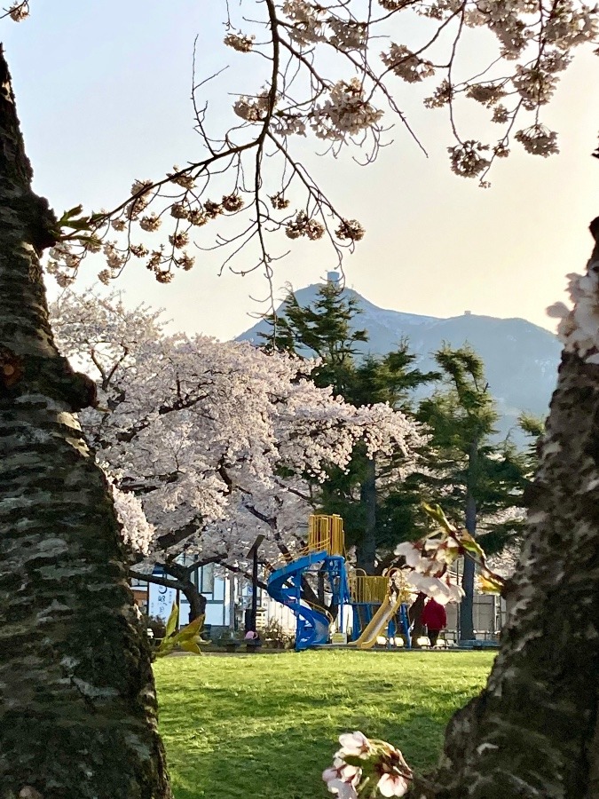 桜と釜伏山