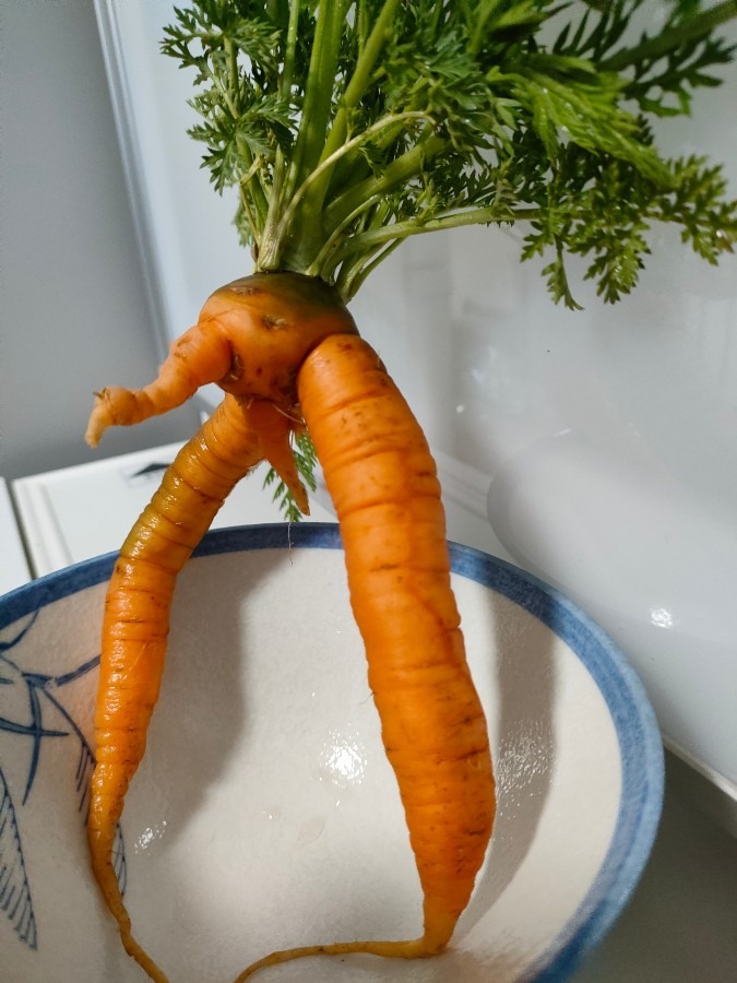 何に見えますか？？🥕