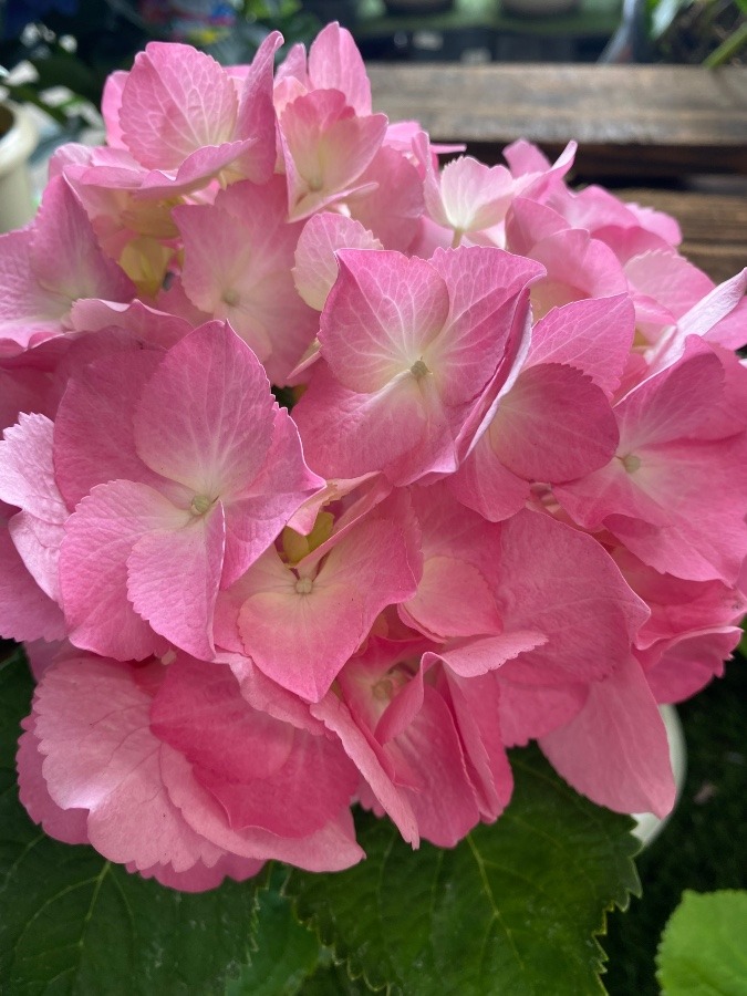 紫陽花