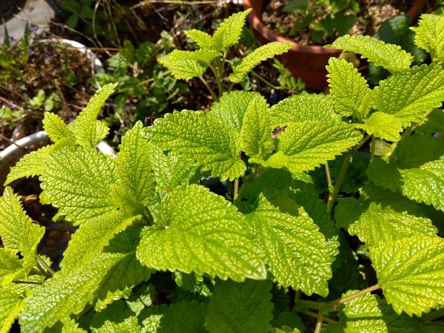 レモンバームが元気に🌱