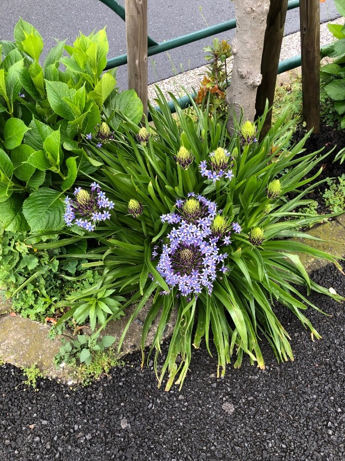 道端に植えられた花