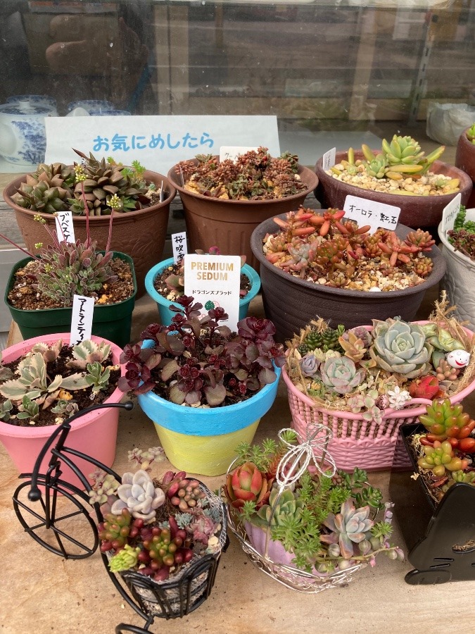 多肉植物がいっぱい