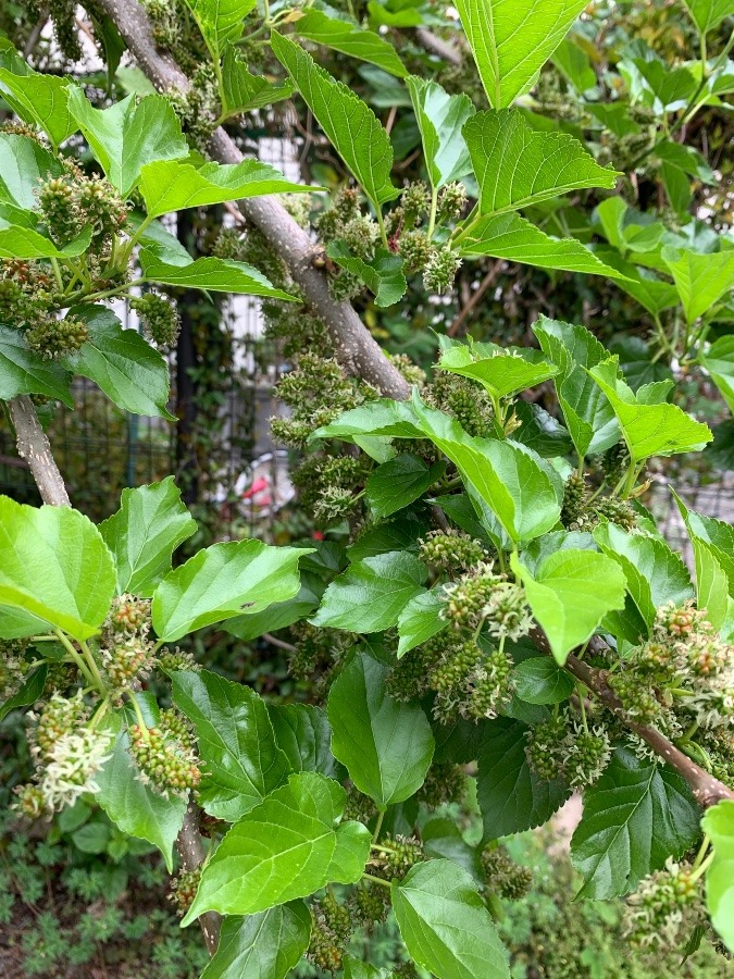 花倶楽部　マルベリー　桑の実