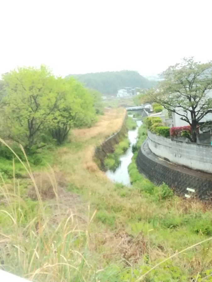 雨の日の小川