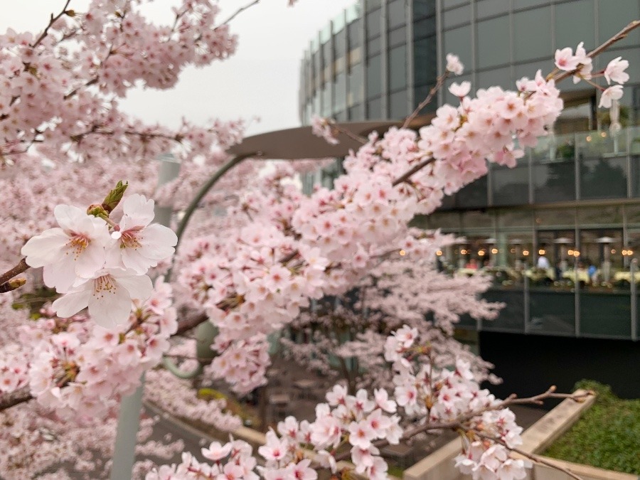 東京ミッドタウン桜②