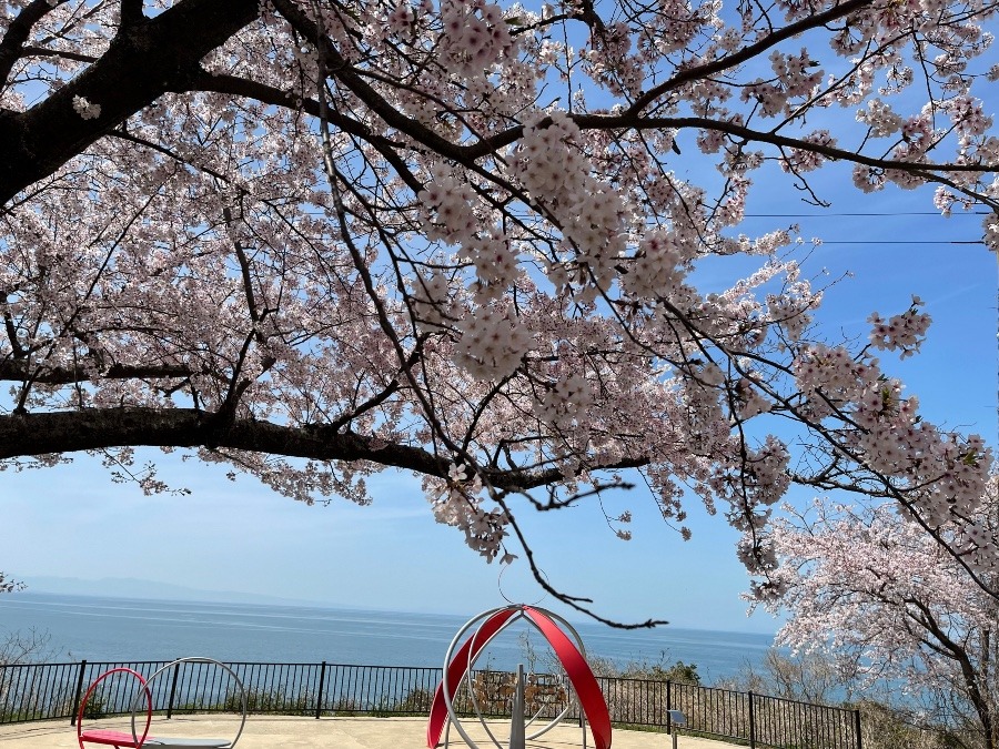 桜と海