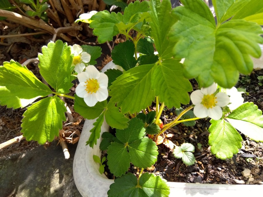 ベリーの花が咲いた　その４