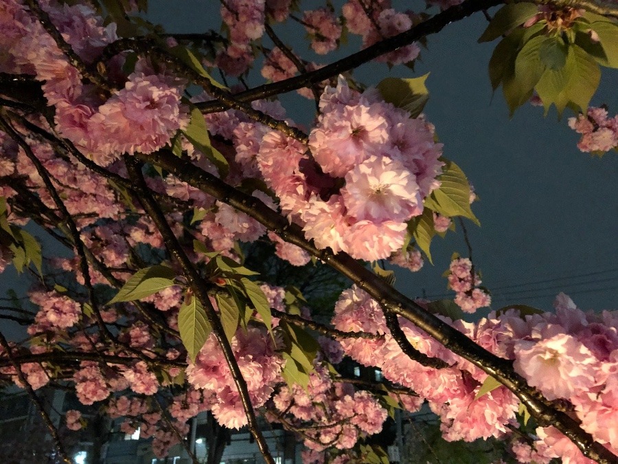 雨の中の八重桜