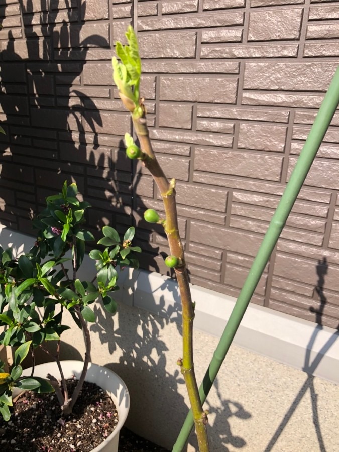 イチジクの花?…4月12日