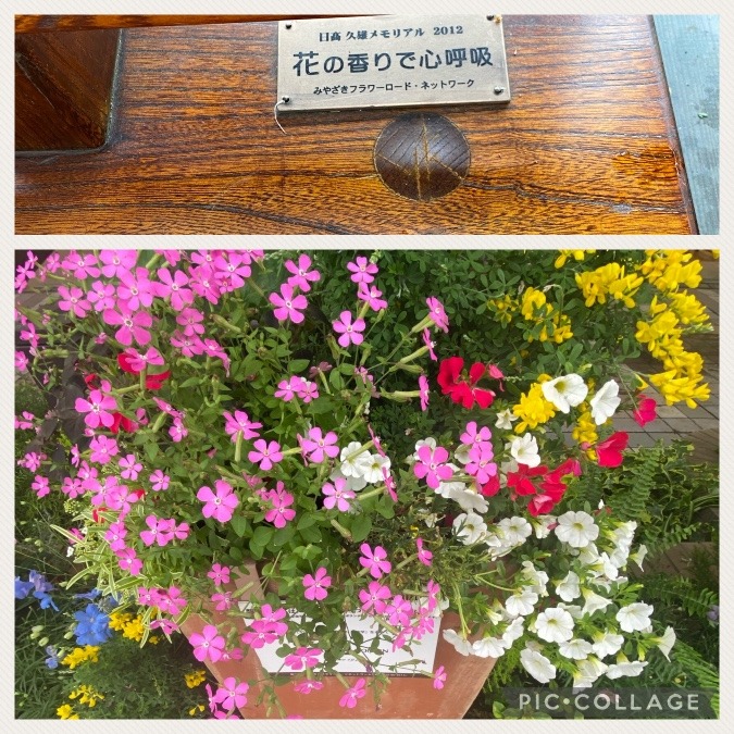 街歩き💐花倶楽部活動💐