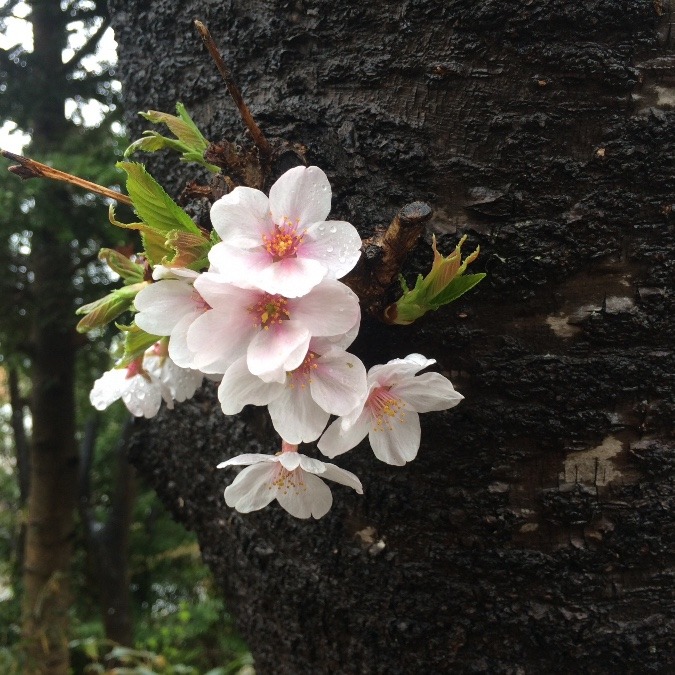 可憐な桜