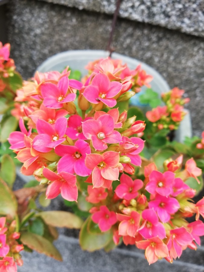 花🌼きれいな！❢🐭