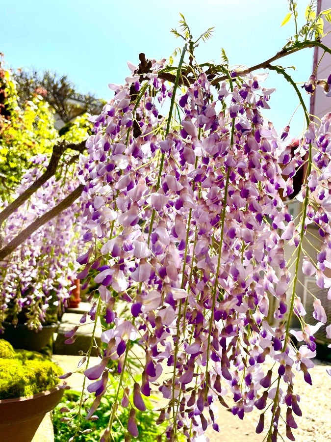 庭の藤の花