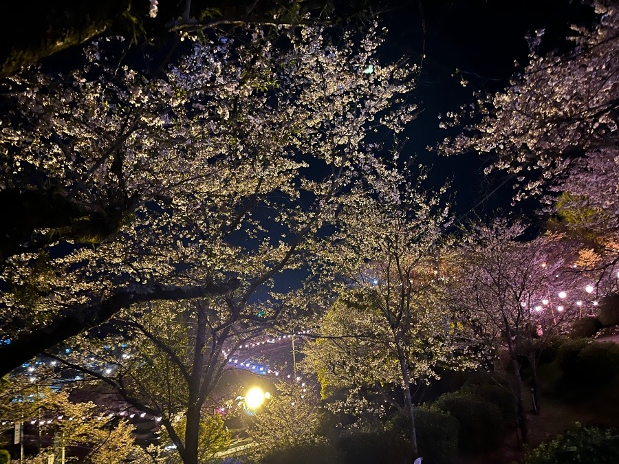 🌸夜桜🌸