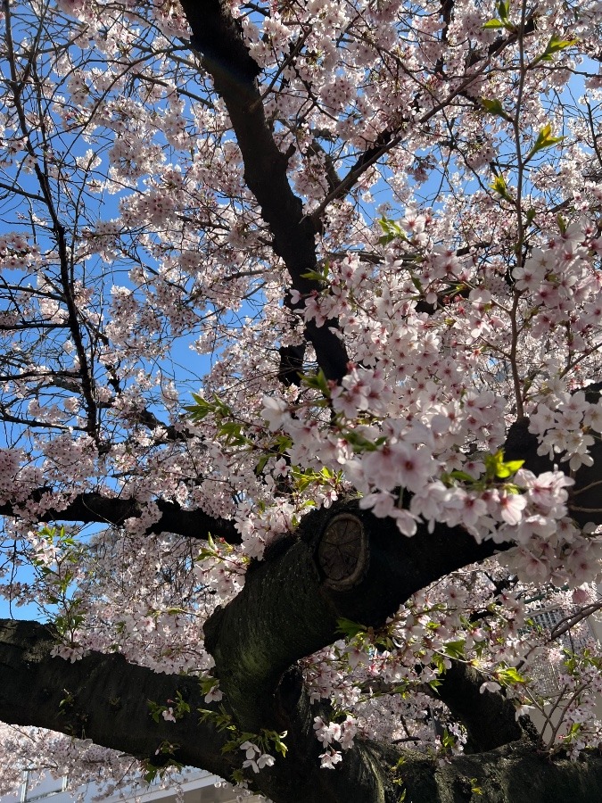 まだ桜🌸が咲いています😍✨