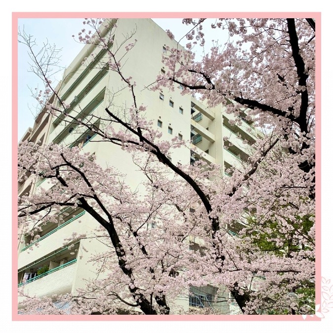 桜のトンネル