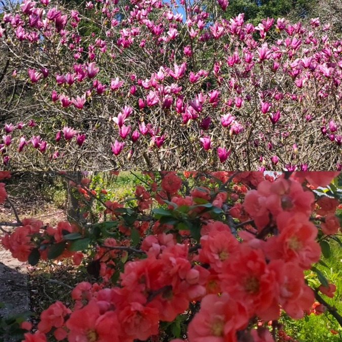 我が家の花🌺