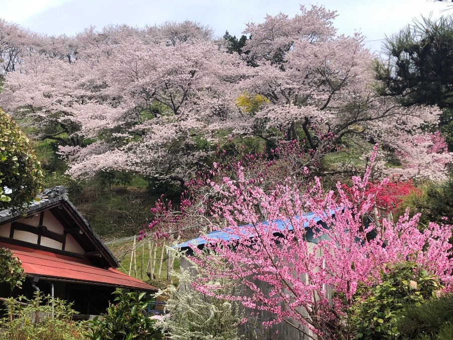 実家の桜が満開🌸