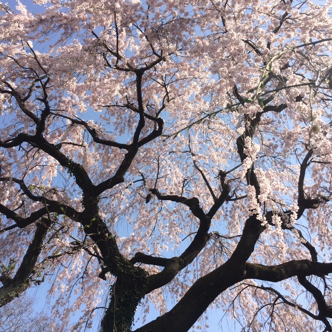 見上げると、まるで