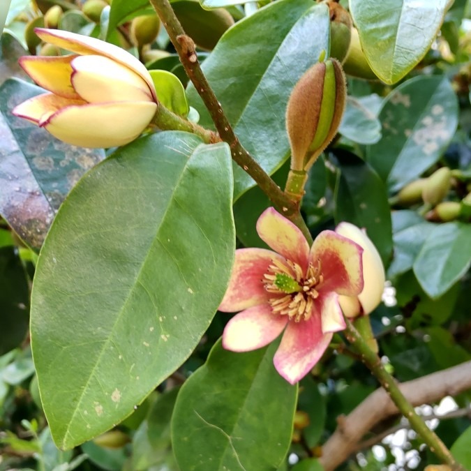 もう一つ・中国原産の花木💮🌿