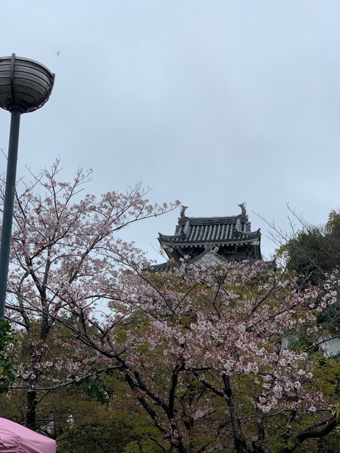 桜さん🌸今年も癒しをありがとう