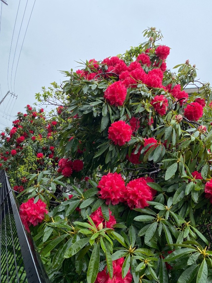 大量の花