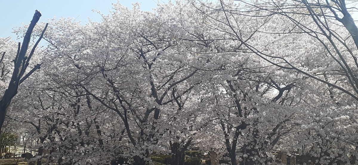 桜